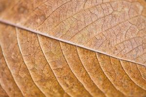 Dry leaf texture and nature background. Surface of brown leaves natural texture pattern. photo