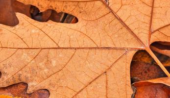 Dry leaf texture and nature background. Surface of brown leaves natural texture pattern. photo