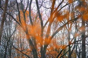 Beautiful blurred autumn landscape with yellow golden leaves and sunlight. Colorful foliage in the park. Falling leaves natural background, idyllic nature photo