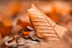 Dry leaf texture and nature background. Surface of brown leaves material, closeup with blurred scene photo