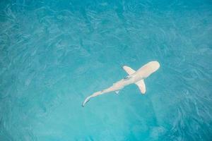 Blacktip Reef Shark hunting in a shoal of fish. Sea life ecosystem. Wild baby black tip reef shark from above in tropical clear waters school of fish. Turquoise marine aqua in Maldives islands