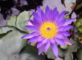 flor de loto y plantas de flor de loto foto