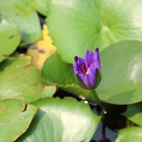 Violet water lily lotus flowers in the pool