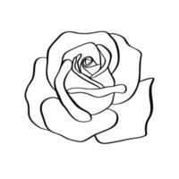 Rose sketch. Black outline on white background. Vector illustration.