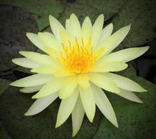 Lotus flower and Lotus flower plants photo