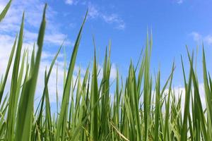 Rice leaves on a sky background. photo