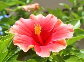 hibiscus flower in the garden photo