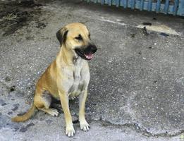 perro sentado en la calle foto