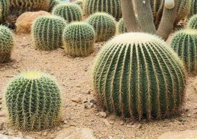 cactus in garden photo
