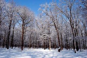 bosque de invierno en la nieve foto