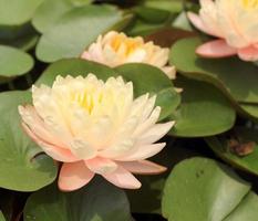 Beautiful water lily photo