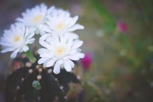 cactus in pot with flower. home plant decoration concept. photo