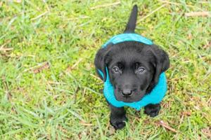 Labrador retriever puppy stands on the grass dressed in a blue sweater. Labrador on a walk. photo