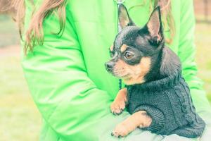 Chihuahua dog in the arms of a girl in a green jacket. Mini dog in clothes. photo