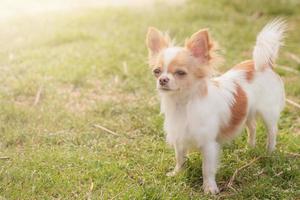 Chihuahua dog black red white. Dog on grass background. photo