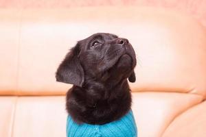 Labrador retriever puppy in a blue sweater. Portrait of a black dog. photo