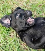 el perro labrador negro yace sobre la hierba verde. cachorro labrador foto