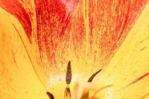 Tulip flower close up. Close-up photo of tulip petals.