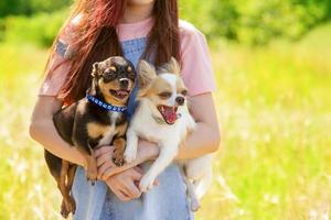 Two cute chihuahua dogs in the arms of a girl. Chihuahua black adult dog and white puppy. photo