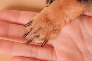 The paw of a small brown dog rests on the palm. Macro photo of paws.