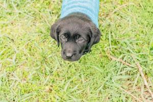 Labrador retriever puppy stands on the grass dressed in a blue sweater. Labrador on a walk. photo