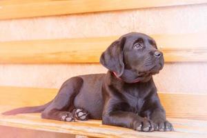 Puppy black labrador retriever lying on a bench against the backdrop of the wall on a sunny day. Dog photo