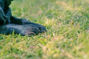 Paws of a black dog close-up photo on the grass. Puppy paws.
