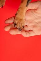 Brown paw of a little dog on a red background. Macro photo of paws.