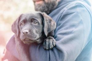 Labrador retriever puppy in the arms of his owner. Cute dog. photo