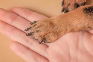 foto macro de patas. la pata de un perro pequeño se encuentra en la palma de la mano sobre un fondo beige.