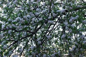 árbol en flor en primavera foto