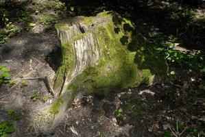 forest stump of the tree photo