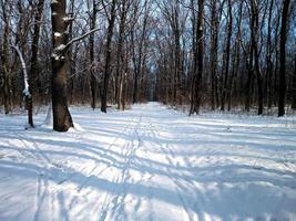 winter forest in the snow photo