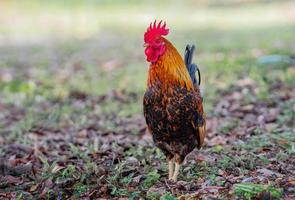 Male bantam with beautiful colors bantam chicken photo