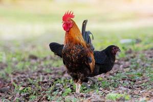 Male bantam with beautiful colors photo