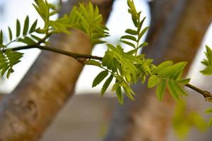 Beautiful rowan tree bark and tree branches with leaves photo