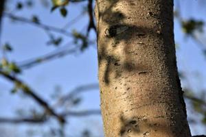 Apple tree trunk and bark in the garden in spring photo