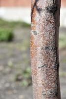 Apple tree trunk and bark in the garden in spring photo