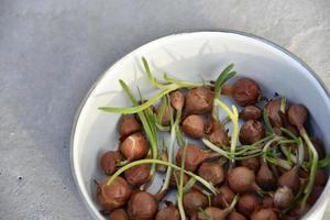 Onion for seeds in spring sowing in a bucket photo
