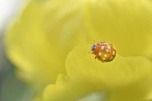 Yellow ladybug on a yellow flower photo