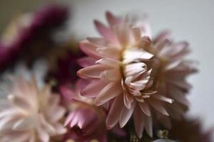 Dried flowers of yellow and red asters. Herbarium on the table. photo