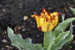 Yellow and red tulip in the garden in spring afternoon photo