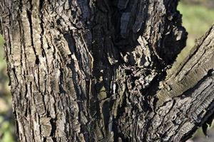 Apple tree trunk and bark in the garden in spring photo