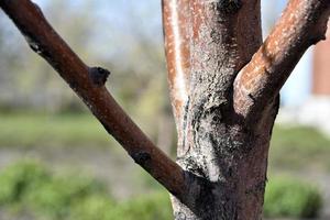 Apple tree trunk and bark in the garden in spring photo