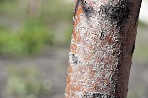 Apple tree trunk and bark in the garden in spring photo