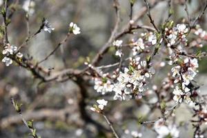 Bees and bumblebees on cherry branches in spring photo