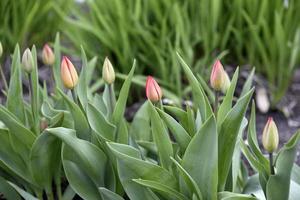 Unopened tulips in the garden in spring photo