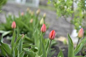 Unopened tulips in the garden in spring photo