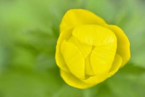 Beautiful juicy yellow flower on a bright green background photo