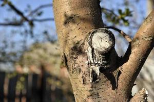 Apple tree trunk and bark in the garden in spring photo